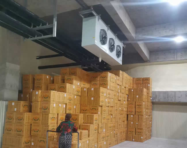 催熟庫建造:香蕉保鮮催熟庫